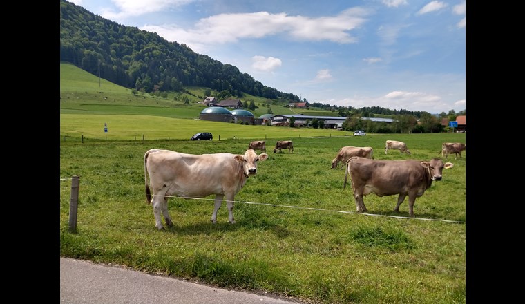Solange der Viehbestand in der Schweiz nicht sinkt, sind Mist und Gülle Energielieferanten. Eine Vergärungsanlage in Malters, Kanton Luzern. (Foto: Florian Rüsch, ZHAW)