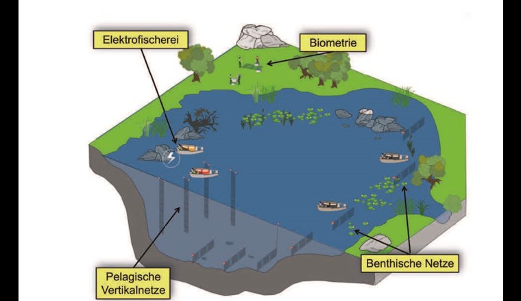 Fig. 1 Schematische Darstellung der durchgeführten Befischungs- und Untersuchungsmethoden bei einer standardisierten Befischung von stehenden Gewässern. Es wird eine Kombination von benthischen und pelagischen Kiemennetzen eingesetzt und am Ufer wird Elektrofischerei betrieben.