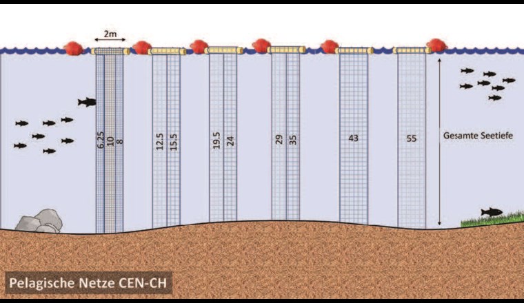 ig. 3 Graphische Darstellung der pelagialen Multimaschen-Kiemennetze, die für den Einsatz im Rahmen der neuen Befischungsmethode empfohlen werden. Die in den einzelnen Netz­blättern angegebenen Zahlen entsprechen der Maschenweite (Knotenabstand) in Millimetern. Dargestellt sind alle sechs vertikalen Pelagialnetze, die jeweils nebeneinander ausgelegt werden.