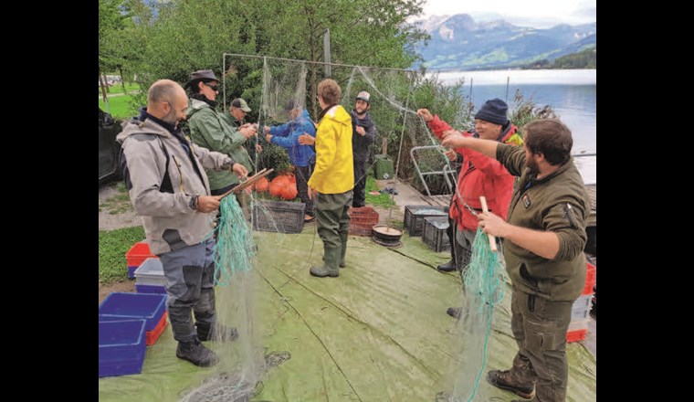 Fig. 4a Entmaschen von Fischen aus den benthischen Netzen.