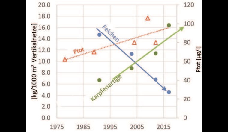 Fig. 5 Entwicklung der Salmonidenbestände (Felchen und Forellen, blau) und der Cyprinidenbestände (Rotauge, Schleie und Rotfeder, rot) im Lac de Remoray im französischen Jura [10].