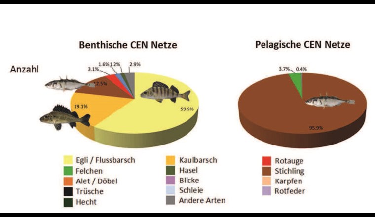 Fig. 6 Zusammensetzung der Fänge im Benthal und Pelagial des Bodensee-Obersees [11].