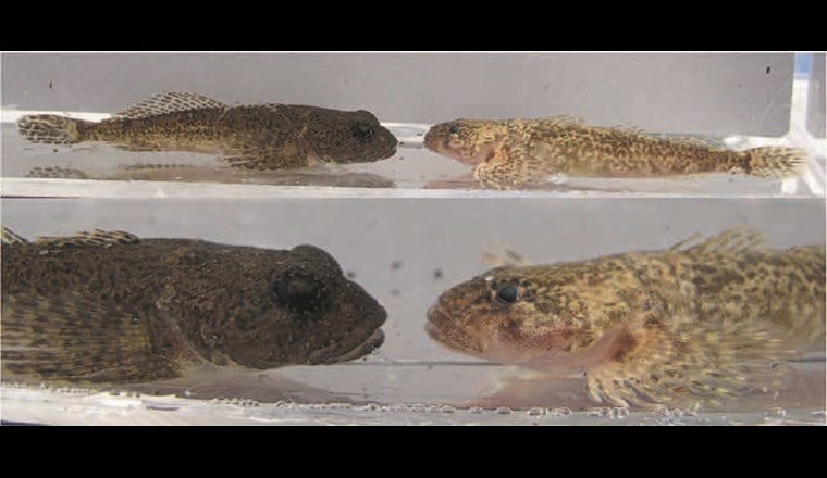 Fig. 8 Litorale (links) und profundale (rechts) Groppen des Thunersees unterscheiden sich phänotypisch; ebenso auch im Walensee und im Vierwaldstättersee (Einzugsgebiet des Rheins) sowie im Gardasee und im Lago Maggiore (Einzugsgebiet des Po).