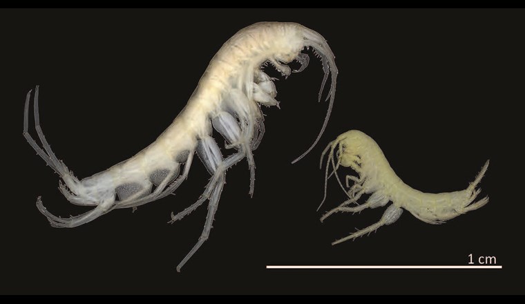 Fig. 1 Zwei Grundwasserflohkrebse im Grössenvergleich: rechts Niphargus puteanus und links Niphargus auerbachi.