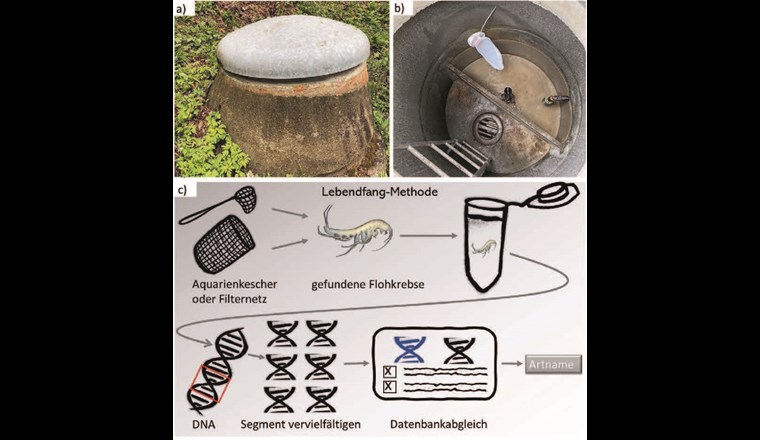 Fig. 2 a) Verschlossene Brunnenstube. b) In der Brunnenstube wurde ein Netz am Einlauf angebracht, welches die ausgeschwemmten Organismen auffängt. c) Schematische Darstellung der angewendeten Methode. (© A. Studer)