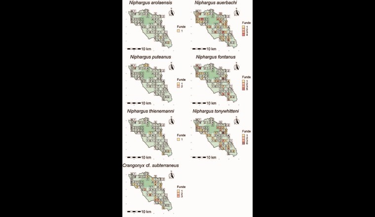 Fig. 3 Verbreitungskarten der gefundenen Grundwasserflohkrebsarten. In Grün ist das Einzugsgebiet der Töss dargestellt [16]. Die dunkler schattierte Fläche zeigt die Gemeindegrenze von Winterthur. Die Zahlen 
in den Quadraten (2 × 2 km) geben an, wie viele beprobte Brunnenstuben sich jeweils darin befinden. Die Farbe (Funde) gibt an, in wie vielen von diesen Brunnenstuben die jeweilige Art gefunden wurde.