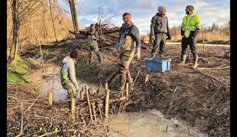 Die Abdichtung der BDA wird meist mit lokal vorhandenem Material wie Ästen, Steinen und Bachsubstrat ausgeführt. Wie beim natürlichen Vorbild sind BDA stets seriell einzubauen. Sind die einfachen Initialstrukturen einmal eingebaut, verändern sie die Gewässerdynamik, schaffen wertvolle Habitate und ermöglichen über die Zeit eine naturnahe Gewässerentwicklung hin zu auentypischen Lebensräumen. 
(©D. Tinner)