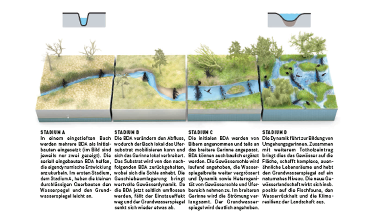 Fig. 2 Schematische Gewässerentwicklung unter dem Einfluss von Beaver Dam Analogs (BDA) aus [42]. Im abgebildeten Szenario unterstützen zugewanderte Biber die letzten Entwicklungsschritte des Gewässers hin zur naturnahen Gewässerlandschaft (Stadien C und D).