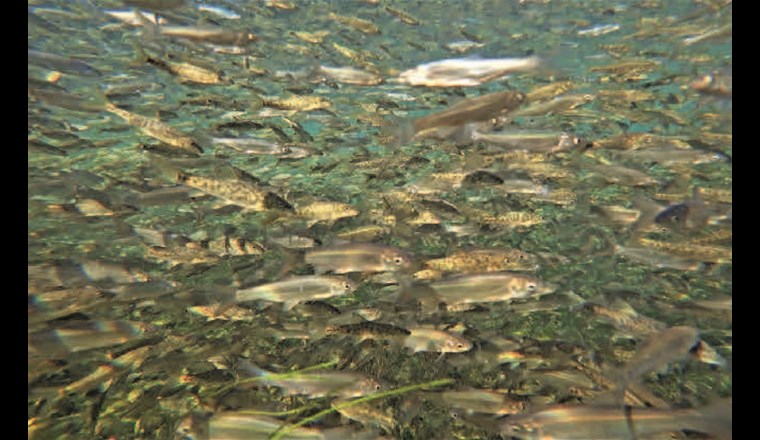 Fig. 3a Untersuchungen zeigen, dass Fische aller Altersstadien von der vielfältigen Wirkung der Biberdämme profitieren (insbesondere in den Stadien C und D, Fig. 2). BDA können diese Funktion potenzieren und mehr Fischlebensraum schaffen. (©T. Polli)