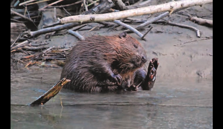 Fig. 3b Biber gestalten naturnahe Gewässer; Menschen planen sie mit BDA. So können die positiven Effekte von Biber-Dammrevieren für Gewässerrevitalisierung und Sohlenanhebung genutzt werden – unabhängig von der Besiedlungsdynamik der Biber. (©S. Minnig)