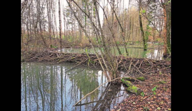 Fig. 5b Wird der Uferbereich überstaut, führt dies zur Vergrösserung der Wasserspiegelbreite. Selbst kleinere Gewässer können so ökologisch und hydrologisch wertvolle weiherartige Abschnitte ausbilden (vgl. Stadium D, Fig. 2). Im Unterschied zur Biberaktivität sind bei der Umsetzung von BDA Lage und Ausdehnung dieser Abschnitte planbar, wodurch Infrastrukturen und gewässernahe Nutzungen optimal berücksichtigt werden können. (©S. Minnig)