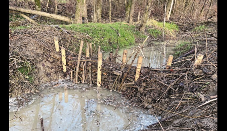 Fig. 6 BDA kurz nach der Erstellung, mit Wasserpegelanstieg um rund 10–15 cm. Der Pegelanstieg bewirkt einen Anstieg des Grundwassers (vgl. Stadium A, Fig. 2). Seriell eingebaut, kann der Wasserrückhalt selbst in kleinen Bächen stark vergrössert werden. (©S. Minnig)