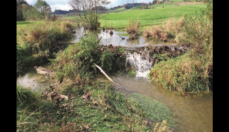 Fig. 7a Das dynamische Abflussverhalten in Biberdammbereichen fördert die lokale Mobilisierung von Ufersubstrat, das sich hinter dem nachfolgenden Damm ablagert und die Hebung der Gewässersohle bewirkt. Dieser Effekt kann auch durch BDA erreicht werden (vgl. Stadium B, Fig. 2). (©S. Minnig)
