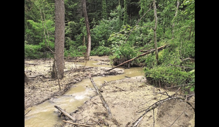 Fig. 8 Biberdämme heben die Gewässersohle oberhalb des Damms durch Ablagerungen stark an. Im Bild sind die abgelagerten Sedimente gut sichtbar. Dieser Effekt kann auch durch BDA erreicht werden (vgl. dazu Stadium C, Fig. 1). (©T. Polli)