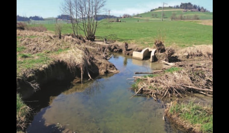 Fig. 7b Sechs Monate später: Ein Hochwasser spülte den Damm teilweise weg. Die darauffolgende Ufererosion liefert das notwendige Substrat für die Sohlenanhebung im Unterlauf. Mit BDA können diese Uferanrisse in Lage und Ausdehnung gesteuert werden (vgl. Stadium B, Fig. 2 und Kap. «Planungsgrundsätze»). (©T. Polli)
