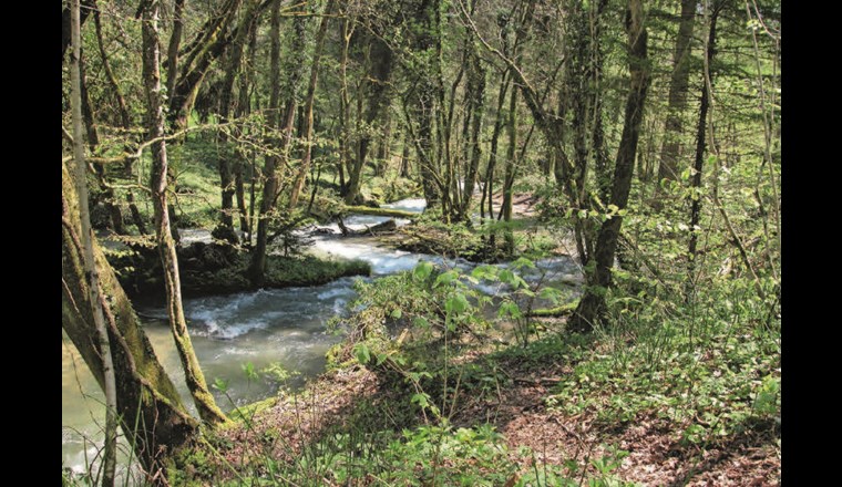 Die Aubonne im Kanton Waadt. (©Beat Jordi)