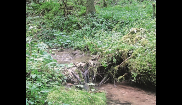 Der Tabeillon, einer der wenigen Bäche auf der Hochebene der jurassischen Freiberge. (©Beat Jordi)