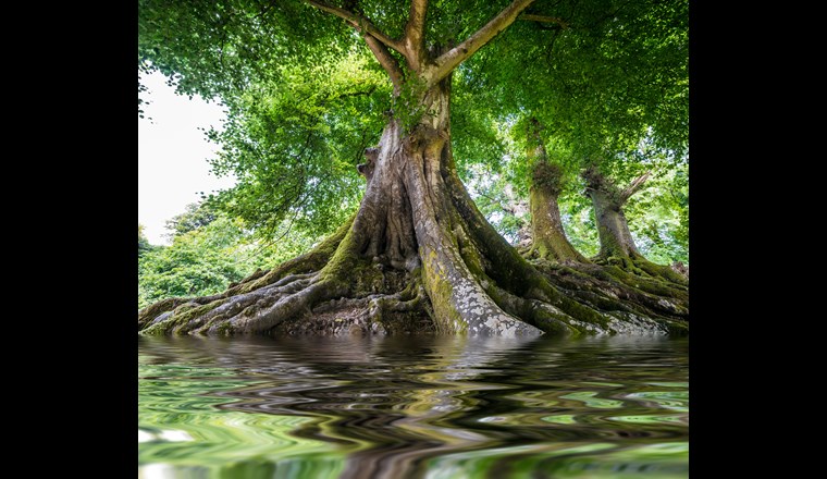 Nach einer Schätzung des Bundesamtes für Umwelt (Bafu) gelangen pro Jahr rund 14'000 Tonnen Kunststoffe in Schweizer Böden und Gewässer. Hauptverantwortlich sind dafür der Reifenabrieb und das Littering. Plastik zersetzt sich in der Umwelt in immer kleinere Teile in Mikro- und Nanoplastik. (Bild: © V.Kuttelvaserova/Adobestock)