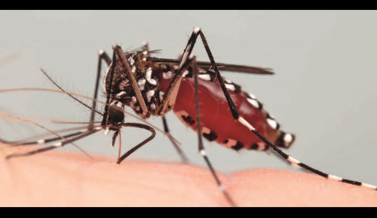 Die Asiatische Tigermücke tritt vermehrt auch in der Deutschschweiz auf. Deswegen sollten unnötige stehende Wasserstellen möglichst vermieden werden. (© N. Henon/TIGER)