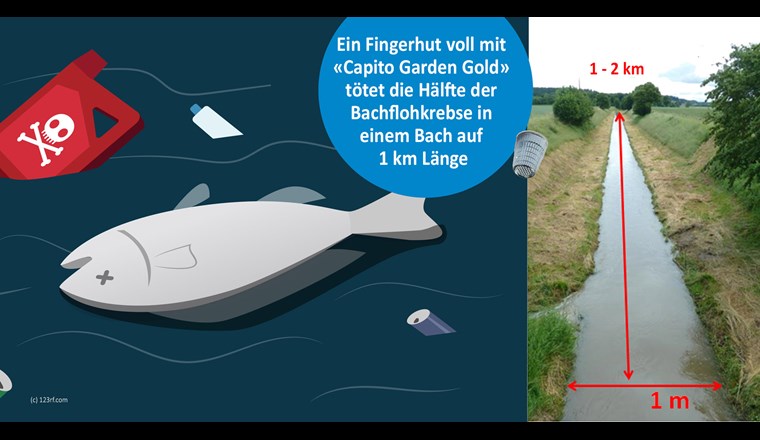 Insektizide sind sehr giftig für Wasserlebewesen. Bereits 1 Fingerhut (10ml) vom Insektizid Cypermethrin tötet die Hälfte der Bachflohkrebse in einem 1-2 km Länge.