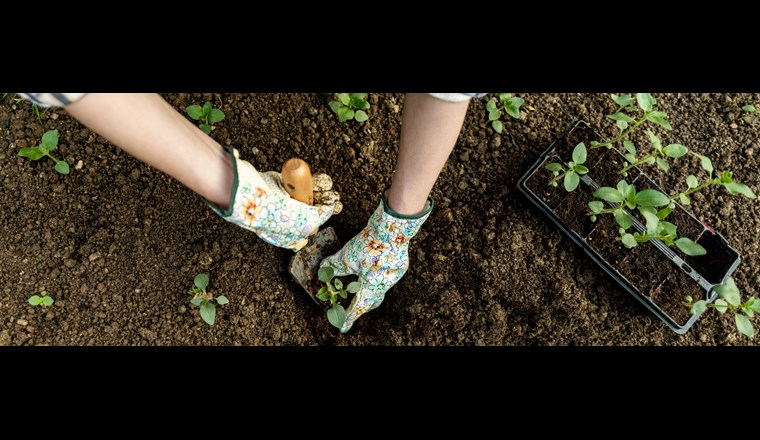 Zehn Prozent aller verkauften Pestizide würden von Hobbygärtnerinnen und -gärtnern versprüht (Bild: ©andreaobzerova/adobestock)