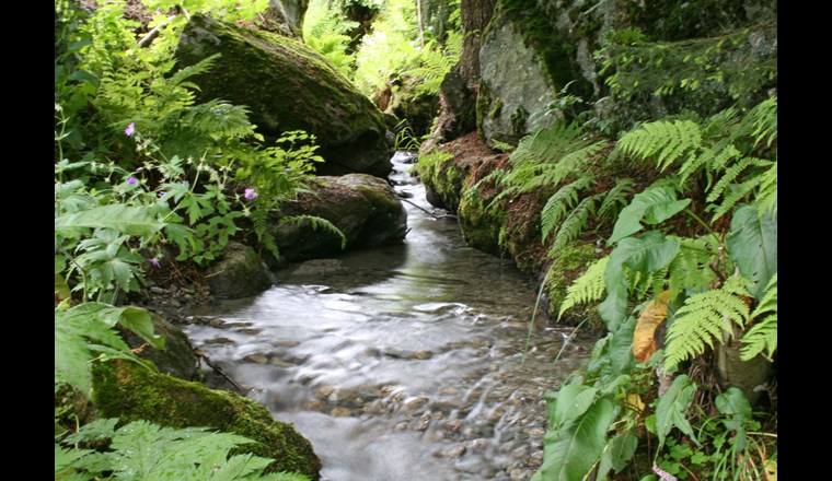 Genau mit Blick auf das immer wieder austrocknende Bachbett startete der Kanton Aargau Anfang Juni zwischen Frick und dem Rhein das Projekt «Sissle 2030». (Bild: ©s.zuerlein/adobestock