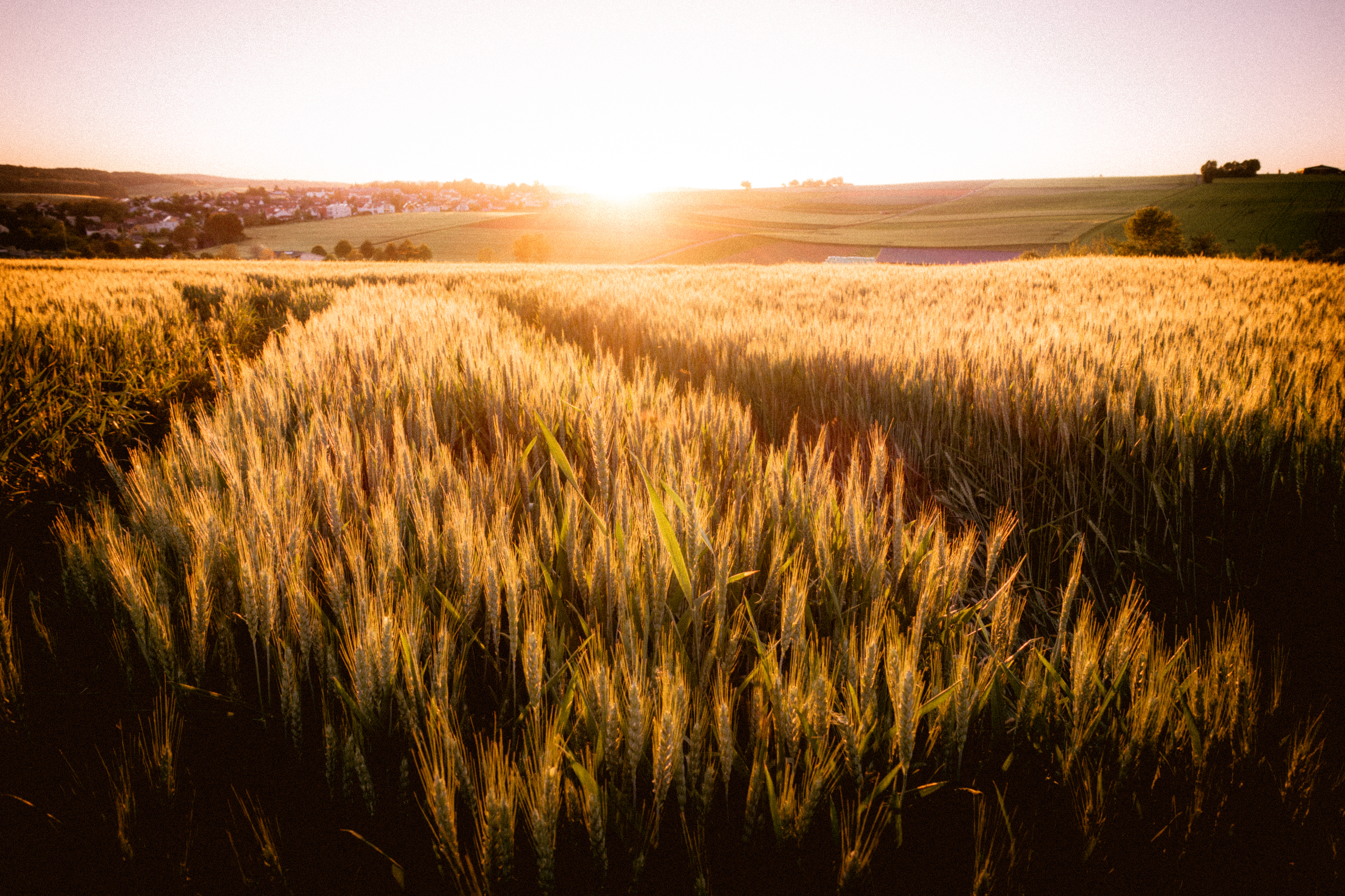 Mit dem Bericht «Zukünftige Ausrichtung der Agrarpolitik» erfüllt der Bundesrat zwei Postulate des Stände- bzw. des Nationalrates. (Bild: ©focus finder/adobestock)