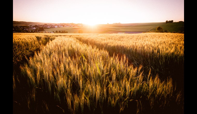 Mit dem Bericht «Zukünftige Ausrichtung der Agrarpolitik» erfüllt der Bundesrat zwei Postulate des Stände- bzw. des Nationalrates. (Bild: ©focus finder/adobestock)