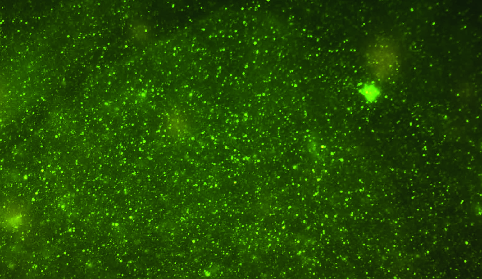 Sind nur grosse Wasserbakterien antibiotikaresistent? Durchflusszytometrie verknüpft mit Molekularbiologie gibt Aufschluss. (©AdobeStock)