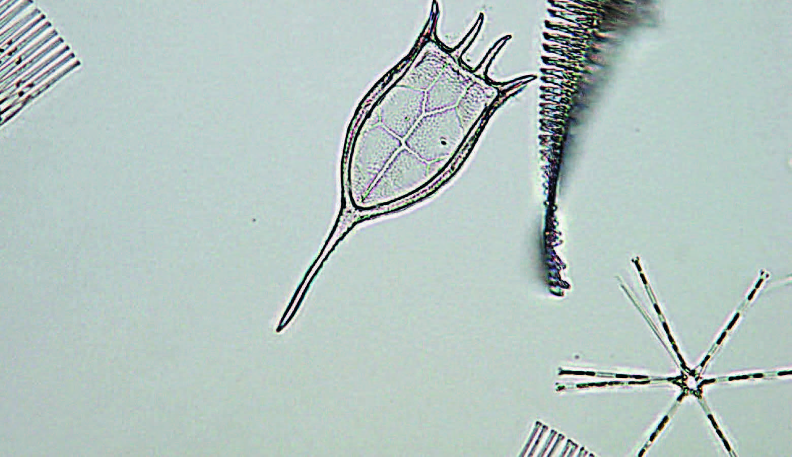 Einsatz moderner molekularbiologischer
Monitoringmethoden im Bodensee. (©LUBW)