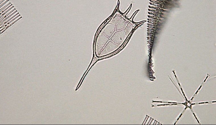 Einsatz moderner molekularbiologischer
Monitoringmethoden im Bodensee. (©LUBW)