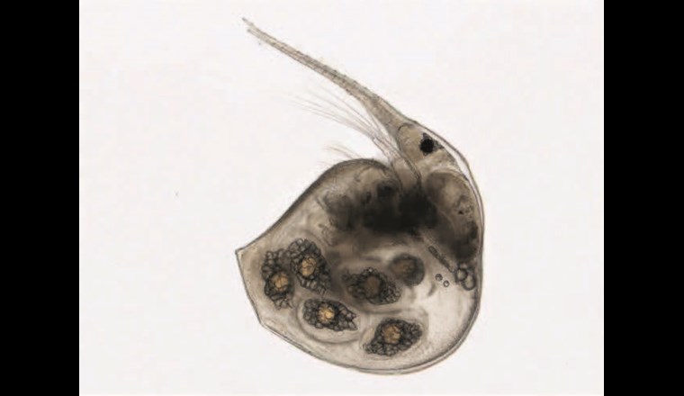 Bosmina coregonii gehört zu den Cladoceren und wird im Metabarcoding zuverlässig nachgewiesen. (©LUBW)