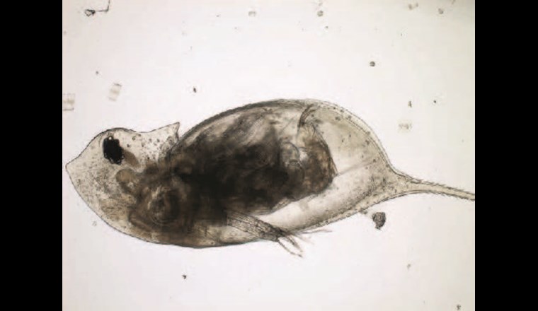 Der Wasserfloh Daphnia galeata ist ein häufiger Vertreter der Cladocera im Plankton des Bodensees. Die Nachweise über das Metabarcoding und die mikroskopische Analyse verliefen unproblematisch. (©LUBW)