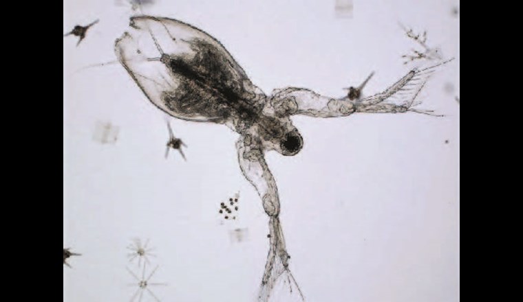 Diaphanosoma brachyurum gehört zu den weniger zahlreich vorkommenden Cladoceren. Im vorgestellten Projekt verlief der genetische Nachweis über den COI-Bereich mässig, während der Nachweis über den ITS-Bereich nicht funktionierte. (©LUBW)