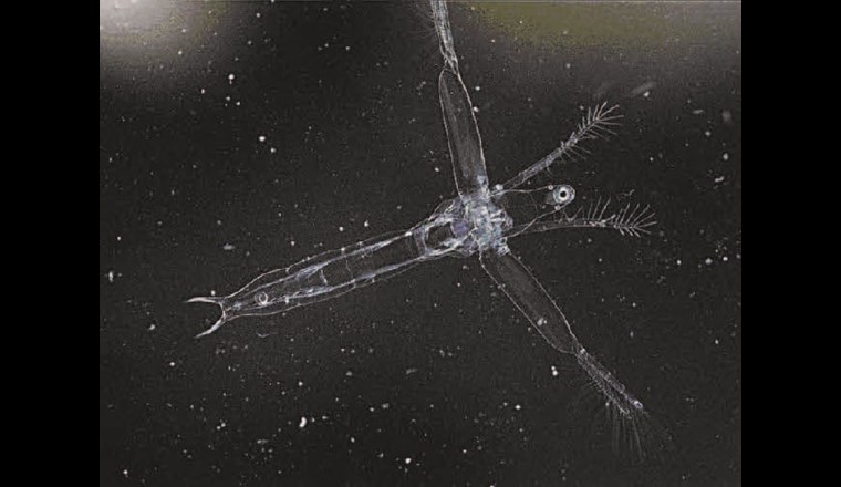 Leptodora kindtii gehört zu denjenigen Cladoceren, die regelmäßig, aber nur in geringen Individuenzahlen im Bodensee gefunden werden. Im Metabarcoding gelang der Nachweis mit der COI-Region zuverlässig, der Nachweis über die ITS-Region gelang im vorgestellten Projekt nicht.(©LUBW)