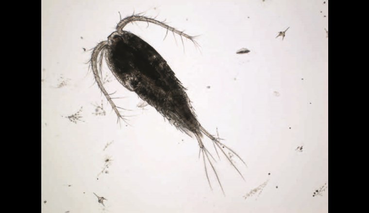 Unter den Copepoda gehört Cyclops abyssorum zu den häufigeren Arten im Bodensee. Der Nachweis über das Metabarcoding verlief sowohl bei der Verwendung der COI-Region als auch bei der Verwendung der ITS-Region zuverlässig. (©LUBW)