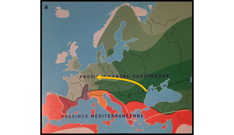 Fig. 2 Wiederbesiedlung aus den eiszeitlichen Refugien (verändert nach Keith et al. 2020).