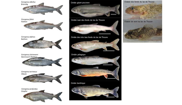 Fig. 4 Endemische Artenvielfalt des Thunersees mit sechs Felchenarten, fünf Seesaiblingsarten und einer Tiefseegroppe. Saiblingsarten zeigen nur in der Laichphase charakteristische Farbkleider. Wir illustrieren dies mit Abbildungen des pelagischen Saiblings in Ruhephase und Laichphase. Ob die beiden Tiefseesaiblingsarten ebenfalls eine Laichfärbung ausbilden, ist bis heute nicht bekannt. (©Felchen: O. Selz; Seesaiblinge: C. Doenz)