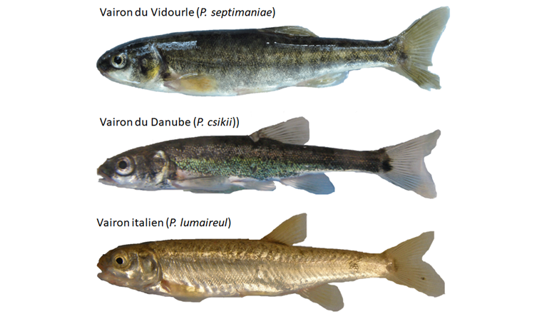 Fig. 5 Die Vorkommen von Vidourle-Elritze (oben), westlicher Variante der Donau-Elritze (Mitte), und italienische Elritze (unten) konnten durch genetische Untersuchungen im westlichen und zentralen Alpenraum dokumentiert werden.