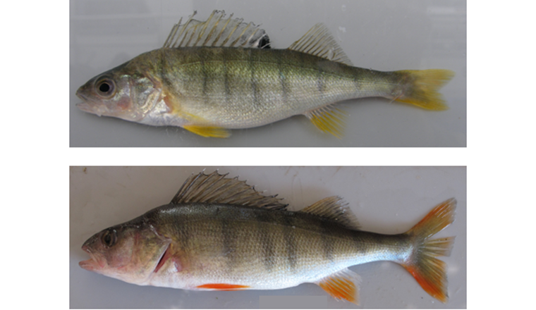 Fig. 6 Gelbflossiges und rotflossiges Egli [19].