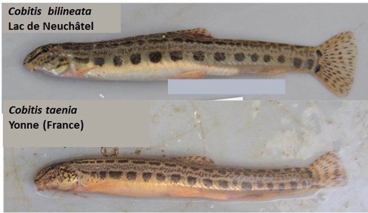 Fig. 7 Oben: Italienischer Steinbeisser (C. bilineata) aus dem Neuenburgersee, der in der Vergangenheit falsch als C. taenia identifiziert wurde.
Unten: C. taenia aus der Yonne in Frankreich, wo diese Art natürlicherweise vorkommt. (©Guy Périat)