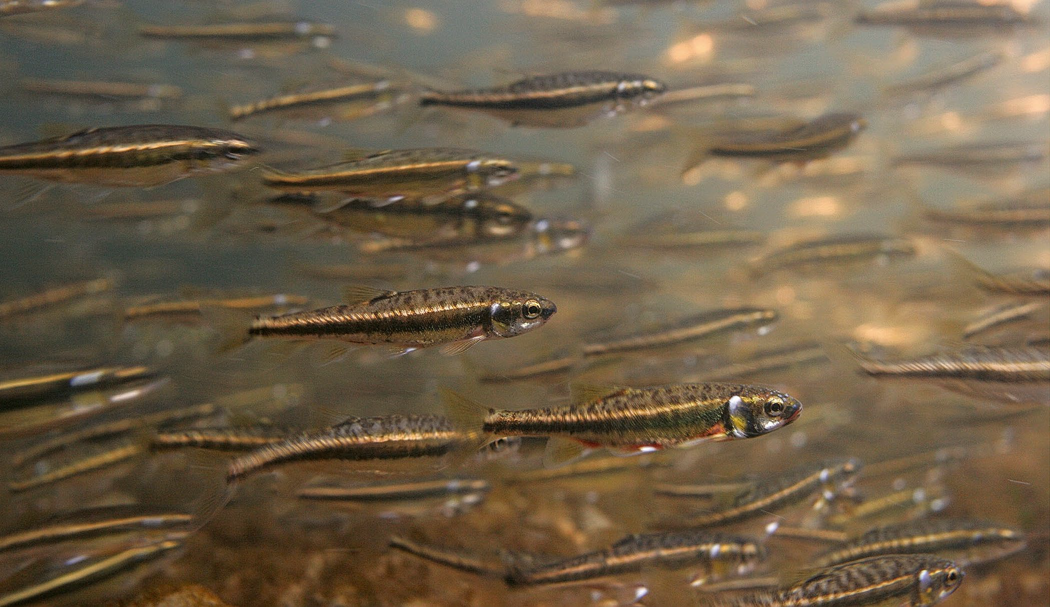 Mit dem Projet Lac wurden erstmals systematisch die Fischbestände in 35 Seen des Alpenraums aufgenommen. (©M. Roggo)