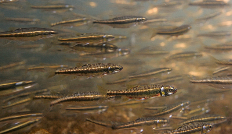 Mit dem Projet Lac wurden erstmals systematisch die Fischbestände in 35 Seen des Alpenraums aufgenommen. (©M. Roggo)