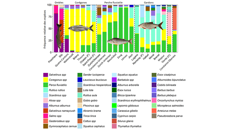 Fig. 2 Relative Häufigkeit der in den Seen im Rahmen des «Projet Lac» in Vertikalnetzen gefangenen Fischarten. Dargestellt sind die volumenkorrigierten [12] CPUE-Daten.