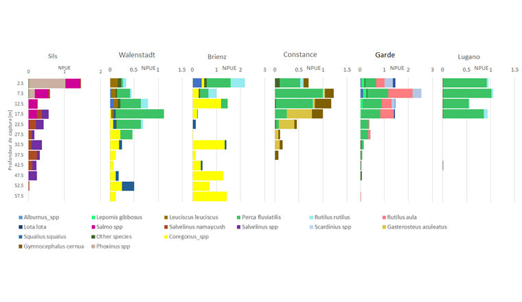 Fig. 3 Darstellung der Anzahl in Bodennetzen gefangener Individuen pro Fischart und Wassertiefenzone in jedem See. Angegeben sind für den Befischungsaufwand (Netzfläche) korrigierte Dichte für Fänge bis in 60 m Gewässertiefe (NPUE). Der Silsersee ist ein nährstoffarmer alpiner See; Walensee und Brienzersee sind nährstoffarme prealpine Seen, die nie von Sauerstoffdefiziten betroffen waren; der Bodensee-Obersee ist ebenfalls ein nährstoffarmer prealpiner See, der jedoch in der Tiefe von Sauerstoffdefiziten betroffen war; der Lago di Garda ist ein nährstoffarmer See südlich der Alpen, der nie von Sauerstoffdefiziten betroffen war im Gegensatz zum Lago di Lugano, der in der Tiefe heute noch ein starkes Sauerstoffdefizit aufweist.