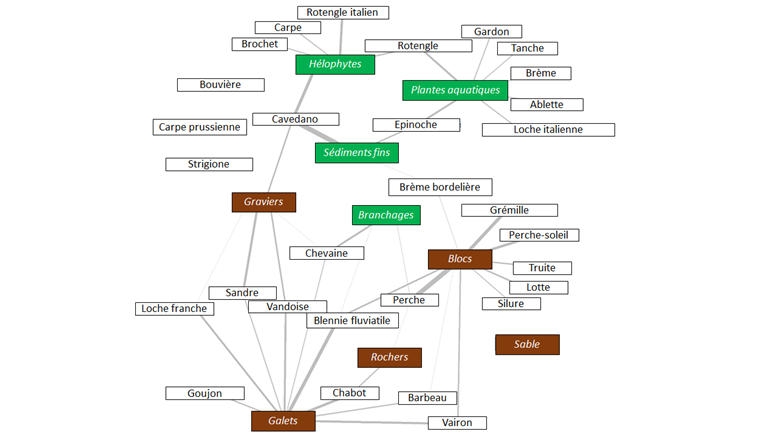 Fig. 6 Assoziationen zwischen Fischarten und Uferhabitaten im Spätsommer/Herbst (beruhend auf Daten aus 28 Seen). Die grauen Linien zeigen an, wenn eine Art oder Artengruppe in einem Uferhabitat signifikant häufiger erfasst wurde, als bei einer zufälligen Verteilung zu erwarten wäre. Je dicker die graue Linie, desto ausgeprägter ist die Habitatassoziation. Arten, die keine signifikante Habitatassoziation aufwiesen, sind als freistehende Kästchen aufgeführt (z. B. Strigione).