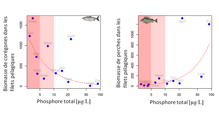 Fig. 7 Gegensätzliche Beziehung zum Gesamtphosphor für die Biomasse der beiden häufigsten Fischtaxa in den grossen und tiefen Seen (Seen durchschnittlicher Tiefe > 50 m). Die Daten zeigen die durchschnittlich gefangene Biomasse (in Gramm) von Fischen in vertikalen Pelagialnetzen für den gesamten See. Die x -Achse ist in logarithmischer Skala dargestellt.