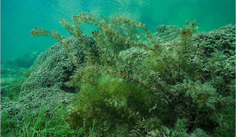 Die vorherrschenden Umweltbedingungen beeinflussen die Artenzusammensetzung und die Häufigkeiten der Fischgemeinschaften massgeblich. (©M. Roggo)
