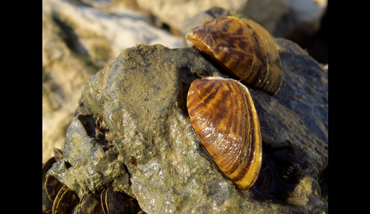 Die Quagga-Muschel stammt aus dem Schwarzmeer-Gebiet und breitet sich seit einigen Jahren in hiesigen Seen und Flüssen aus. (Bild: ©Luka/adobestock)