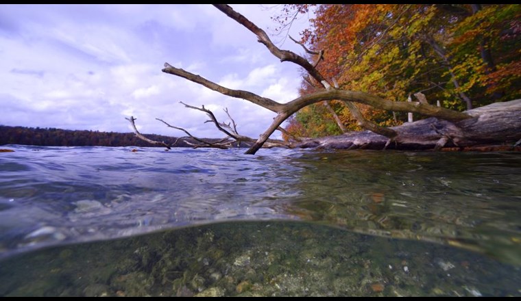 Die Bakteriengemeinschaften in städtischen Gewässern und Abwässern in Berlin unterscheiden sich deutlich von denen ländlicher Seen in den umliegenden Regionen, wie dem Stechlinsee. (Bild: ©Solvin Zankl)
